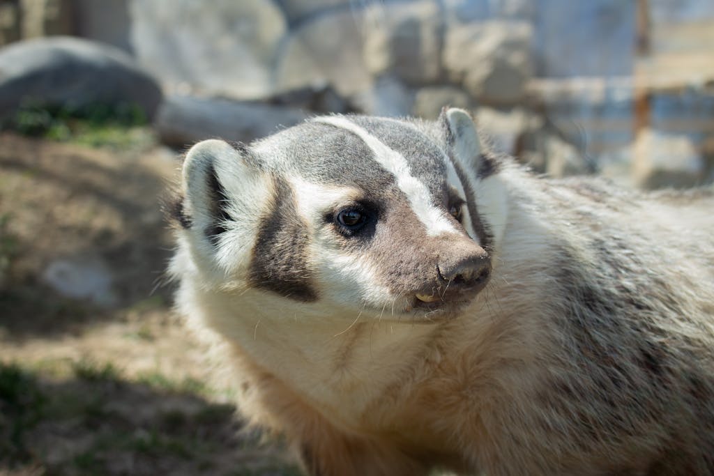Close up of Badger