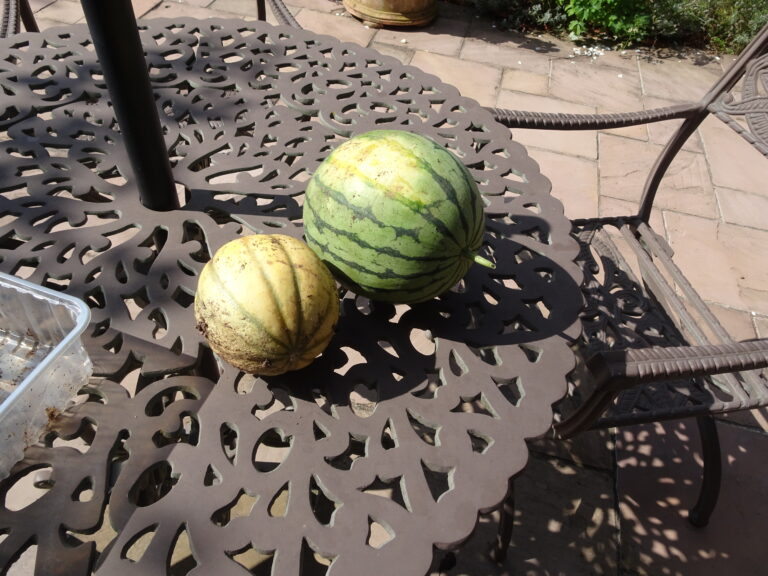 Echt süss gewordene Melonen